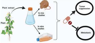 Advances in prognostic and therapeutic targets for hepatocellular carcinoma and intrahepatic cholangiocarcinoma: The hippo signaling pathway